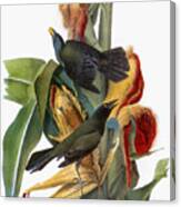Audubon: Grackle Canvas Print