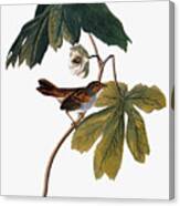 Audubon: Sparrow, 1827-38 Canvas Print