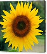 August Sunflower Canvas Print