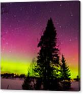 Aurora With Spruce Tree Canvas Print