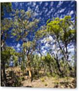 Australian Bushland Canvas Print
