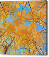 Autumn Aspen Ceiling Canvas Print
