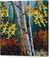 Autumn Birches Canvas Print