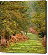 Autumn Dames New Forest Canvas Print