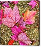 Autumn Dew Canvas Print