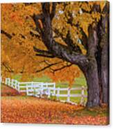 Autumn Farm Tree Canvas Print