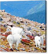 Autumn Goats On Mount Bierstadt Canvas Print