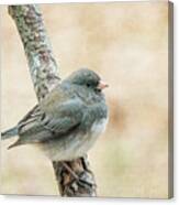 Autumn Junco Canvas Print