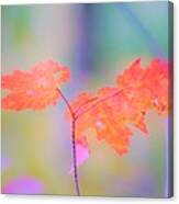 Autumn Leaves Canvas Print