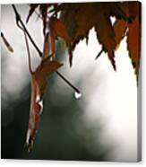Autumn Raindrops Canvas Print