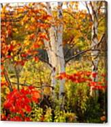 Autumn Scene With Red Leaves And White Birch Trees, Nova Scotia Canvas Print