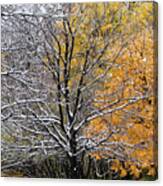 Autumn Snow Canvas Print