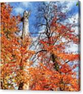 Autumn Trees By Day Canvas Print