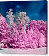 Autumn Trees In Infrared Canvas Print