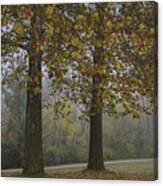 Autumn Trees With Fog Canvas Print