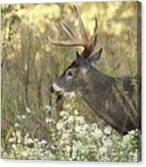 Autumn Whitetail In The Smokies Canvas Print