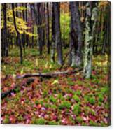 Autumn Woodland Canvas Print