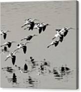 Avocets In Flight Canvas Print