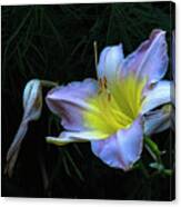 Awesome Daylily Canvas Print