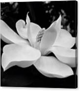 B W Magnolia Blossom Canvas Print