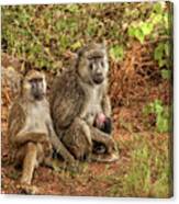 Baboon Family In Kenya Canvas Print