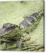 Baby Alligator Canvas Print