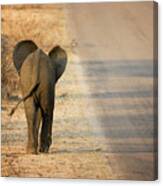 Baby Elephant Rear View Canvas Print