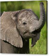 Baby Elephant Smelling Canvas Print