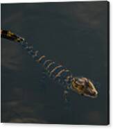 Baby Gator 2 Delray Beach, Florida Canvas Print