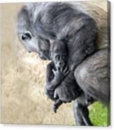 Baby Gorilla Held By Mama Canvas Print
