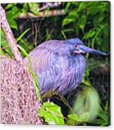 Baby Great Blue Heron - Two Canvas Print