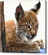Baby Lynx Canvas Print