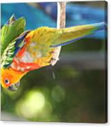 Baby Macaw Canvas Print