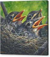 Baby Robins Canvas Print