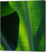 Backlit Banana Leaves Canvas Print