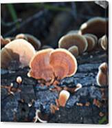 Backlit Bracket Fungi Canvas Print