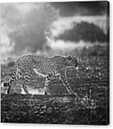 Backlit Cheetah Canvas Print