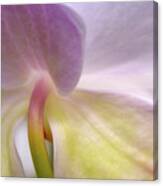 Backlit Orchid Canvas Print