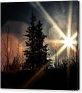 Backlit Spruce Canvas Print