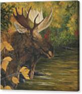 Backwater In Autumn - Moose Canvas Print