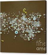 Bacteria And Fungal Colonies On Agar Canvas Print