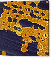 Bacterial Biofilm Canvas Print