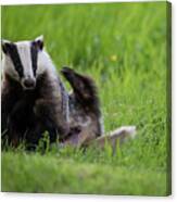 Badger Scratching His Back Canvas Print