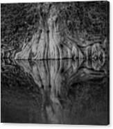 Bald Cypress Reflection In Black And White Canvas Print