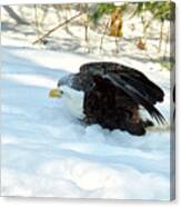 Bald Eagle 012 Canvas Print