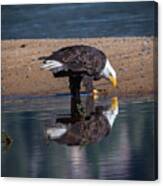Bald Eagle And Reflection Canvas Print
