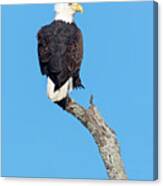 Bald Eagle Canvas Print