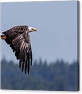 Bald Eagle Hunting Prey Canvas Print