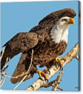 Bald Eagle Launch Canvas Print