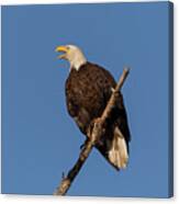 Bald Eagle Makes A Call Canvas Print